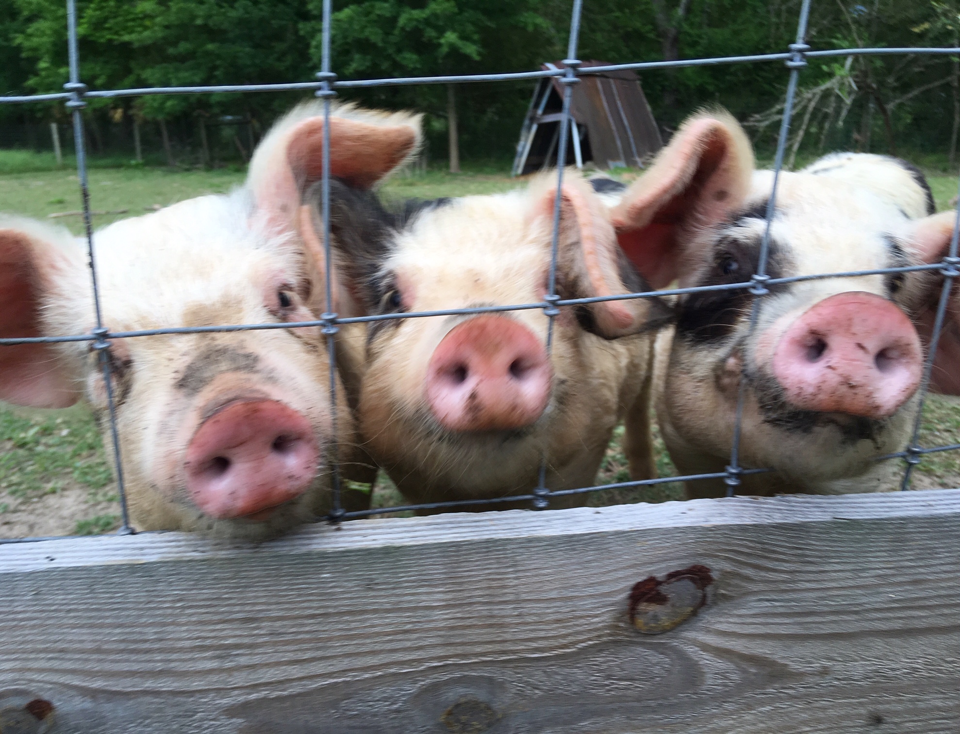 Pigs Freebird Farm